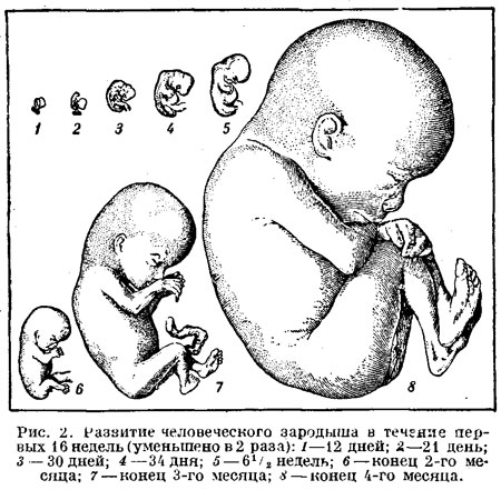 Развитие человеческого зародыша в течение  первых 16 недель