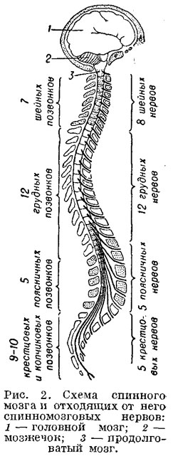 Схема спинного мозга и отходящих от него спинномозговых нервов