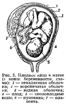 Плодное яйцо в матке в конце беременности
