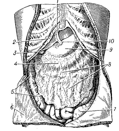 Вскрытая брюшная полость; брюшные органы частично покрыты большим сальником
