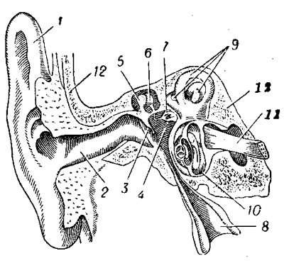 Схема строения правого слухового органа человека (разрез вдоль наружного слухового прохода)