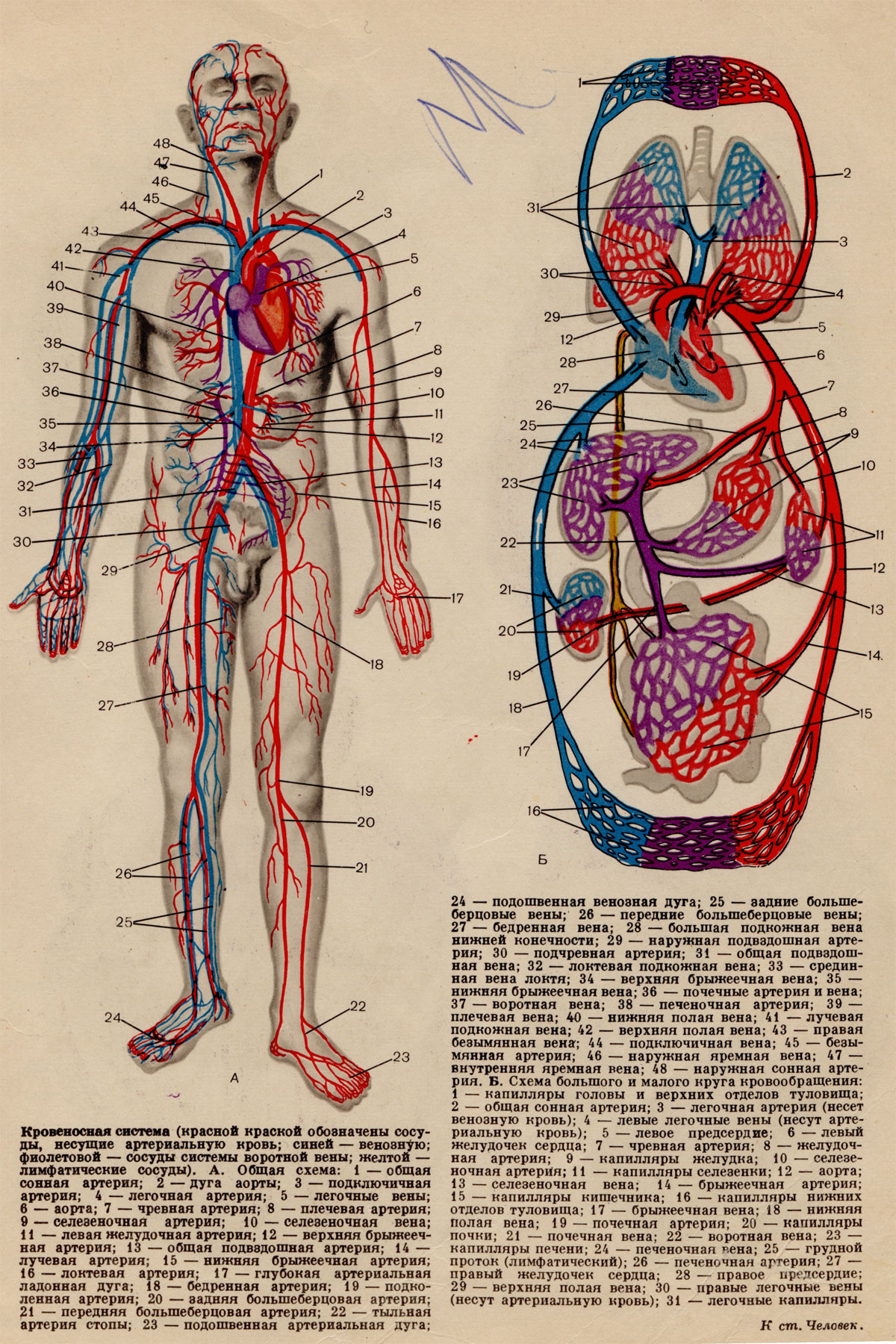 вены человека анатомия