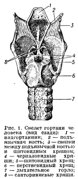 Рисунок гортань с обозначениями