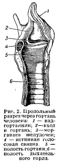 Полость гортани рисунок. Строение гортани Сагиттальный разрез. Гортань рисунок Сагиттальный разрез. Полость гортани анатомия рисунок.